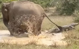 Elephant fights off crocodile to save calf, Internet praises mothers love