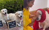 Internet in awe as pet parents organise baby shower of Dog couple, Watch