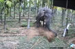 Farmer narrowly escapes elephant attack, takes cover under parked car