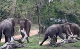 Clash of titans: Video of two elephants ferociously fighting each other stuns Internet