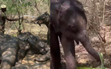 This story of an ailing elephant and her calf will move you to tears