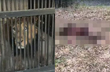 Man enters lion’s enclosure in Tirupati zoo to take selfie, mauled to death
