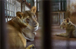 Four lions in Chennai zoo positive for coronavirus found to have delta variant