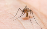 World Malaria Day 2024: Know theme, significance and prevention tips