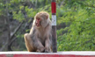 Chikkamagalur: Monkey travels 22 km to take ’revenge’ from villagers