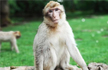 China reports first death due to Monkey B virus
