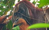 In a first, an Orangutan spotted treating its wound with medicinal plant
