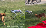 ’Science meets reality’: Curious stray dog plays with robot at IIT Kanpur, Watch