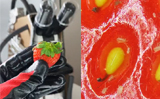 Frightening video of Strawberry under Microscope shocks Internet, Watch