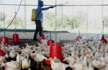 New cases of bird flu found in Kerala poultry farm