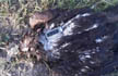 In Faridabad village, a dead bird, a GPS tag and cross-border fears