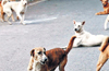 Over 20 stray dogs shot dead in Telangana town, police launch probe