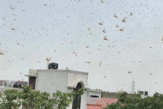 Swarms of locust attack vast areas in Gurgaon and region in Haryana