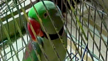 Maharashtra: Cops summon parrot that harassed elderly woman
