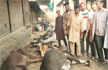Ludhiana: Stale fodder claims lives of 15 cows at Malerkotla farm, 42 others critical