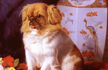 The Angry Himalayas - Part V: The Incredible Story of Looty the Pekinese Toy - Dog