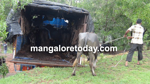 cattle transport