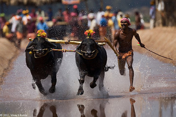 Kambala