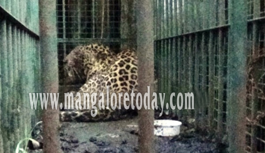 Udupi : Leopard found in cattle shed trapped by forest officials