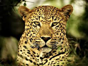 Leopard_7