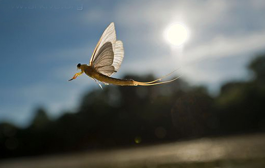 Tisza-mayfly-i...