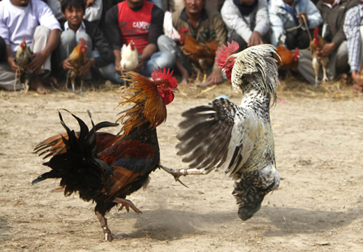 cockfight