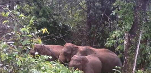 Sullia : Villagers panic as elephant herd enters plantation