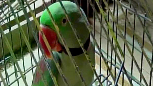 Parrot Spy
