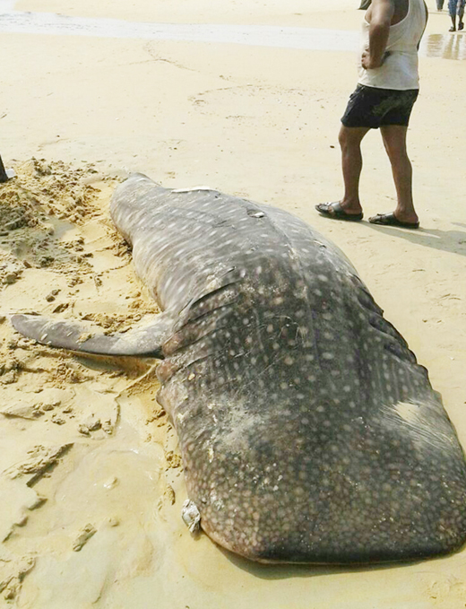 shark in pannabur beach 1