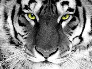 save tiger 1