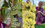 Elderly woman’s traditional Banana ripening technique gains attention online, Watch