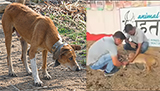 Community dog with metal kettle stuck around neck freed after 4 years