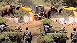 Lone elephant bravely blocks JCB machine to save its forest home; internet moved to tears