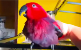 Meet Gucci, the parrot, who imitates iPhone ringtone like a pro, watch video