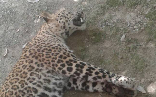 Leopar