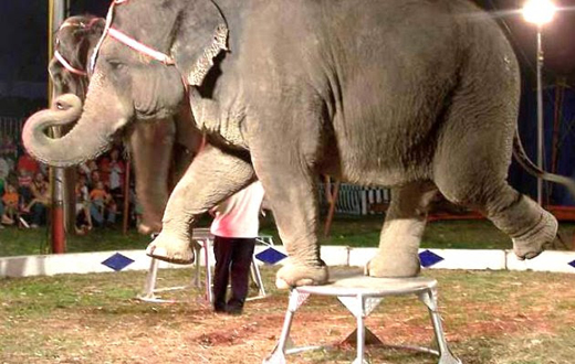 Mangalore Today | Latest main news of mangalore, udupi - Page Animals -living-in-unhealthy-conditions-at-circus-camp-ATC-says Mangalore Today | Latest main news of mangalore, udupi - Page Animals -living-in-unhealthy-conditions-at-circus-camp-ATC-says