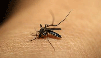 dengue.g
