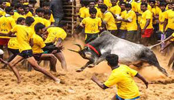 Jallikattu.
