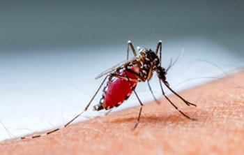 Malaria.