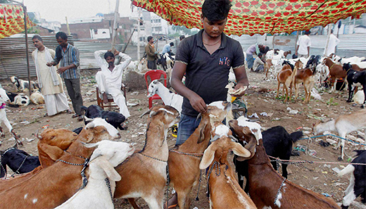 odisha-animal.jpg