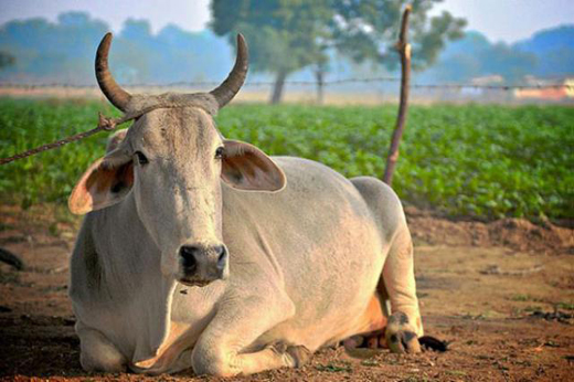 Cow.jp