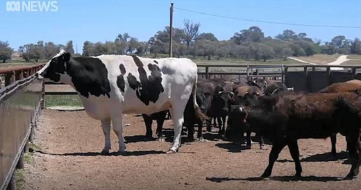 cow-3