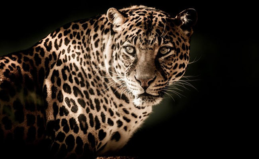 leapord13d