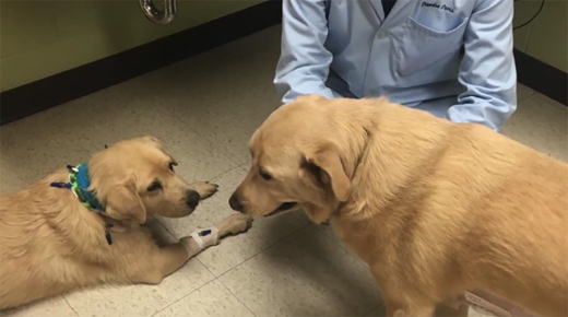 dog-kidney-1