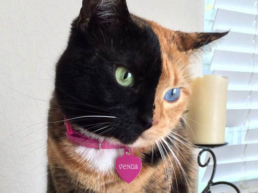 Venus-Cat.j