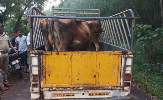 cattle.