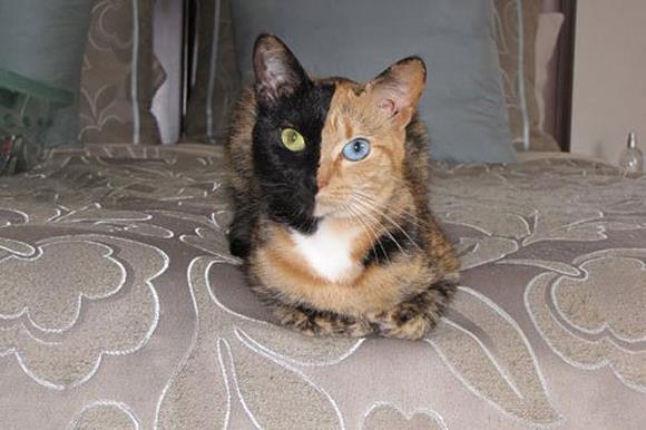 two-head-cat-1...