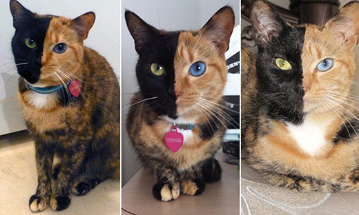 two-head-cat