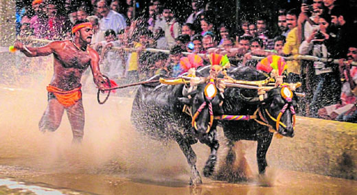 kambala.j