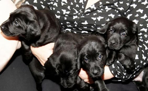 Dog gives birth to one of largest ever Labrador litters
